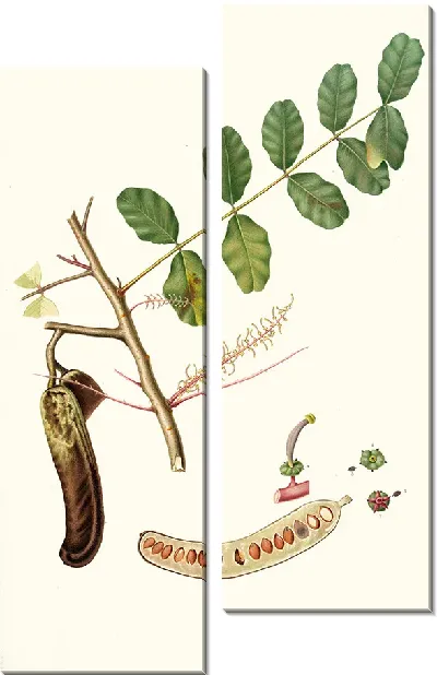 Картина Рожковая фасоль