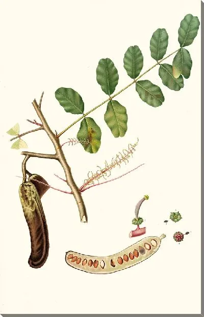 Картина Рожковая фасоль