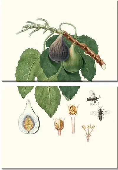 Картина Каприфико (1817-1839)