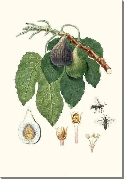 Картина Каприфико (1817-1839)