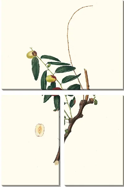 Картина Зизифус обыкновенный