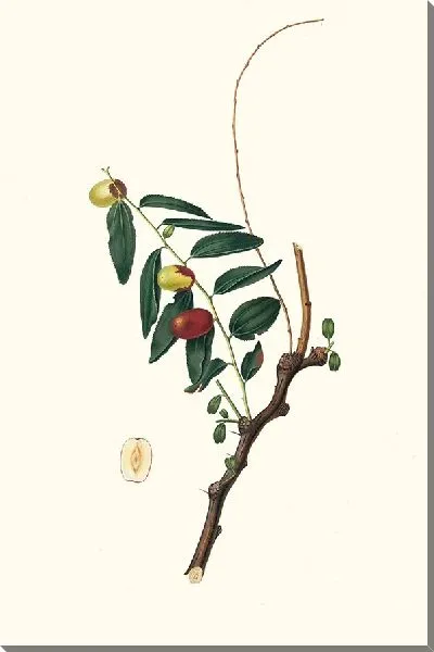 Картина Зизифус обыкновенный