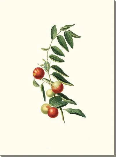 Картина Зизфус обыкновенный; Китайский мармелад