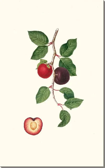 Картина Китайский мармелад