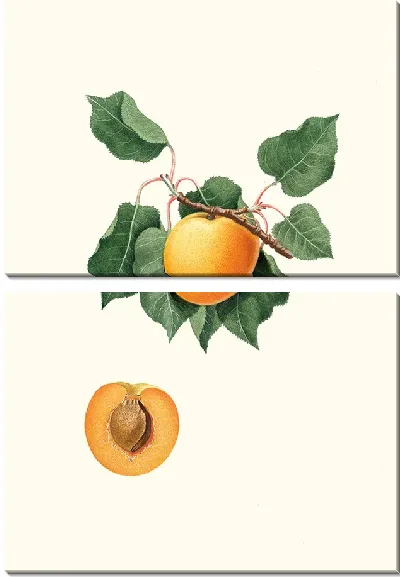 Картина Альбикокка из Германии