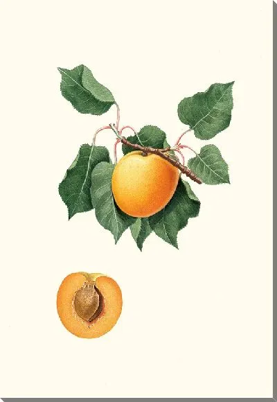 Картина Альбикокка из Германии