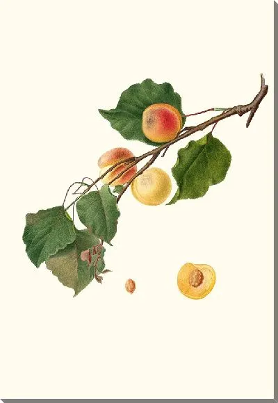 Картина Александрийская Армянская Абрикос