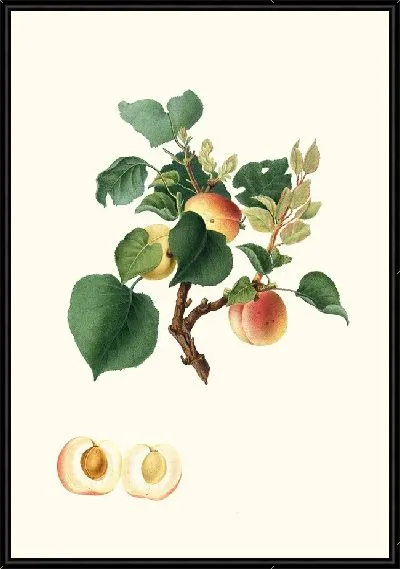 Картина Альбикокка Алессандрина Абрикос