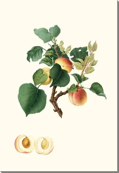 Картина Альбикокка Алессандрина Абрикос