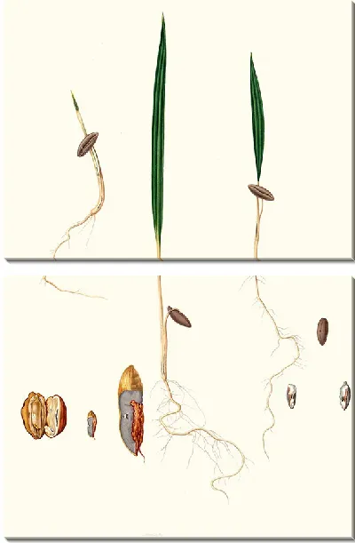 Картина Финиковая пальма