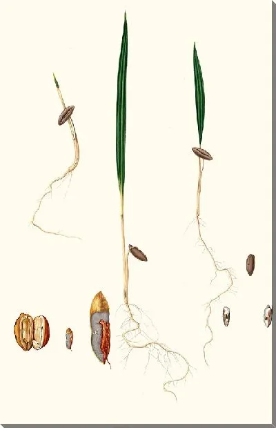 Картина Финиковая пальма