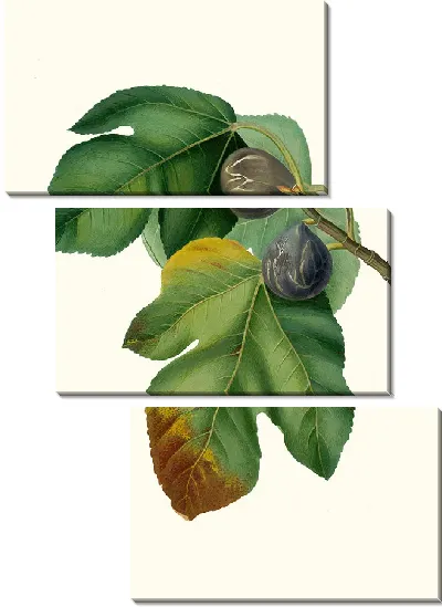 Картина Фикус карика сатива 7