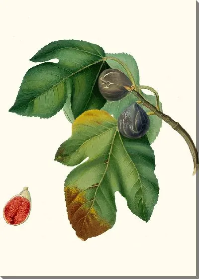 Картина Фикус карика сатива 7