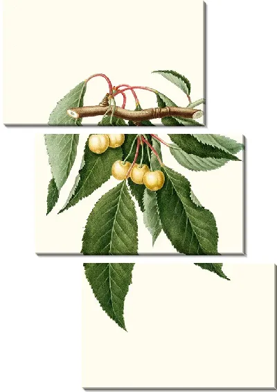 Картина Церасус Дурачина Вишня