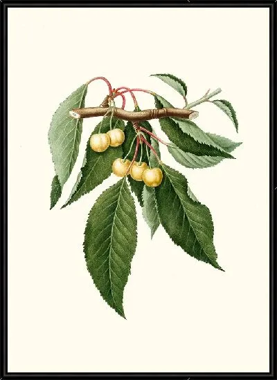 Картина Церасус Дурачина Вишня