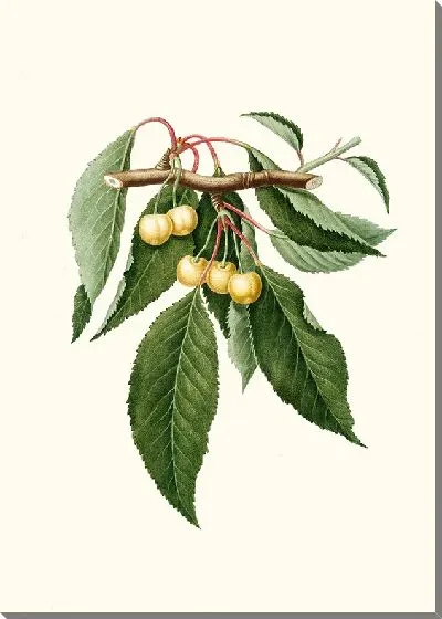 Картина Церасус Дурачина Вишня