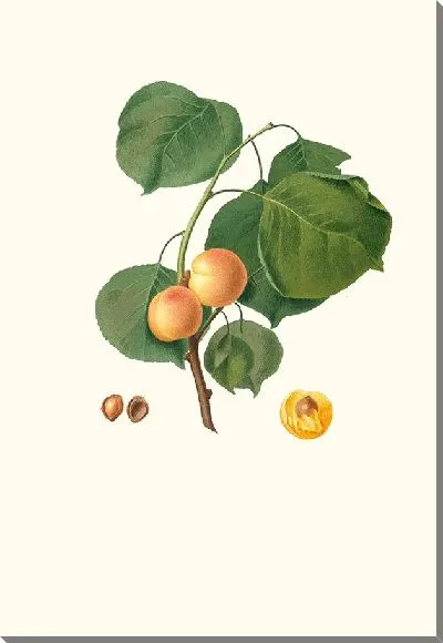 Картина Желтый абрикос 3