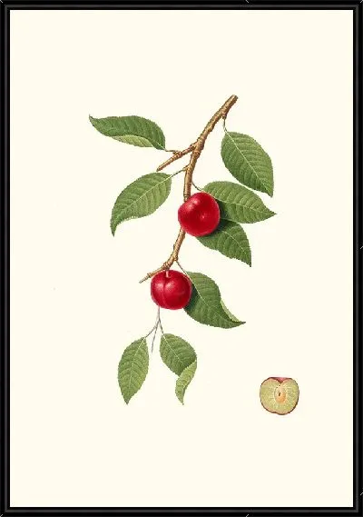 Картина Слива Миробалан, алыча