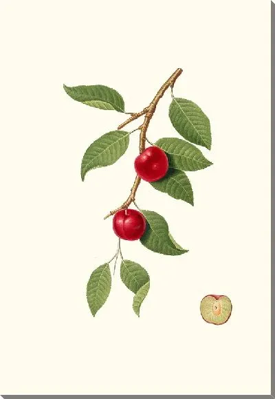 Картина Слива Миробалан, алыча