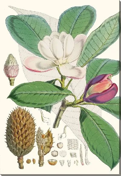 Картина Талаума Ходжони (1855)