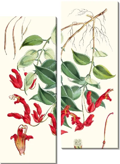 Картина Эсхинантус Пилии (1855)