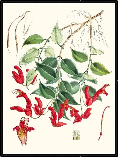Картина Эсхинантус Пилии (1855)
