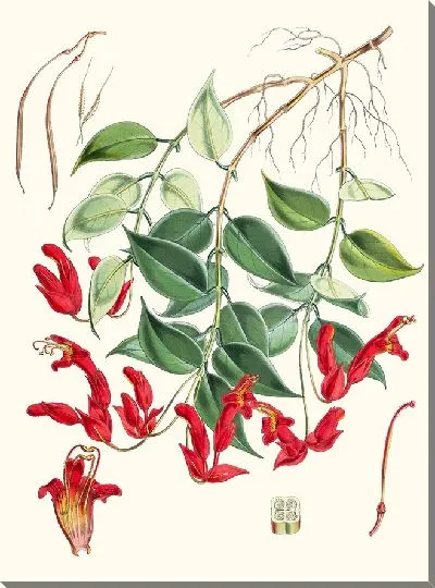 Картина Эсхинантус Пилии (1855)