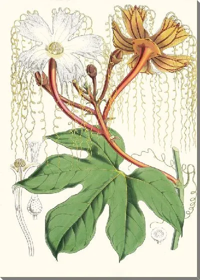 Картина Ходжония Heteroclita (Мужское растение) (1855 г.)