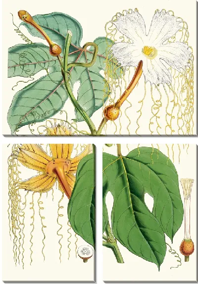 Картина Ходжония Heteroclita (женское растение) (1855)