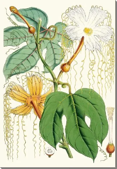 Картина Ходжония Heteroclita (женское растение) (1855)