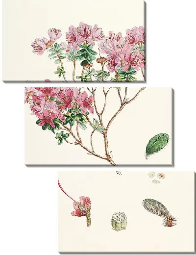 Картина Рододендроны Сиккима-Гималаев, табл. 20 (1849–1851 гг.)