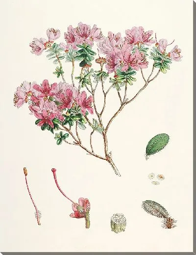 Картина Рододендроны Сиккима-Гималаев, табл. 20 (1849–1851 гг.)