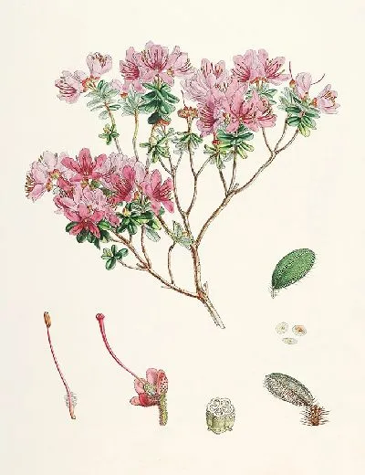 Картина Рододендроны Сиккима-Гималаев, табл. 20 (1849–1851 гг.)