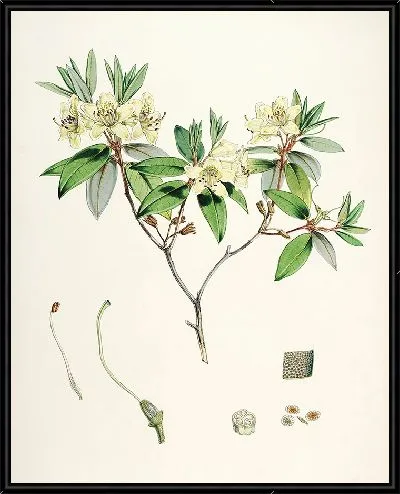 Картина Рододендроны Сиккима-Гималаев, табл. 19 (1849–1851 гг.)
