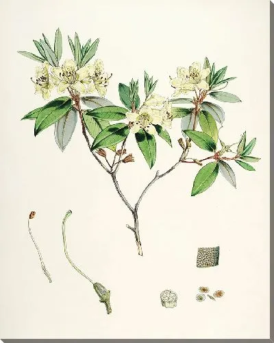 Картина Рододендроны Сиккима-Гималаев, табл. 19 (1849–1851 гг.)