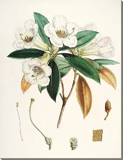 Картина Рододендроны Сиккима-Гималаев, табл. 18 (1849–1851 гг.)