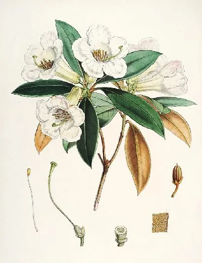 Картина Рододендроны Сиккима-Гималаев, табл. 18 (1849–1851 гг.)