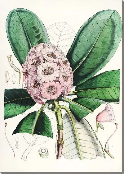 Картина Рододендроны Сиккима-Гималаев, табл. 15 (1849–1851 гг.)