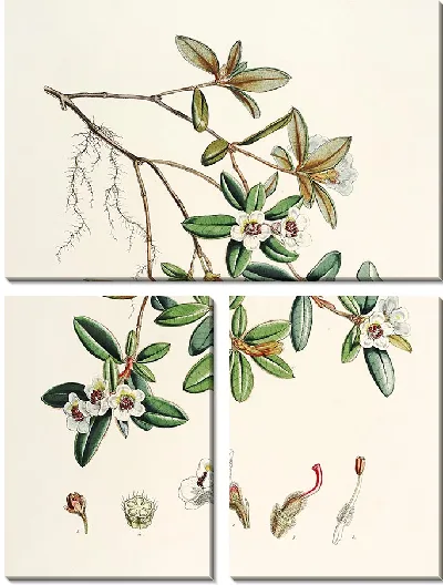 Картина Рододендроны Сиккима-Гималаев, табл. 13 (1849–1851 гг.)