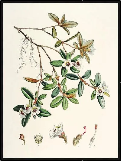 Картина Рододендроны Сиккима-Гималаев, табл. 13 (1849–1851 гг.)