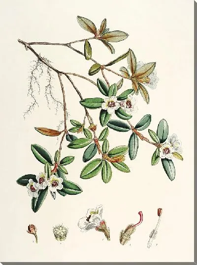 Картина Рододендроны Сиккима-Гималаев, табл. 13 (1849–1851 гг.)