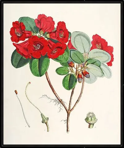 Рододендроны Сиккима-Гималаев, табл. 12 (1849–1851 гг.)