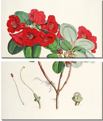 Рододендроны Сиккима-Гималаев, табл. 12 (1849–1851 гг.)