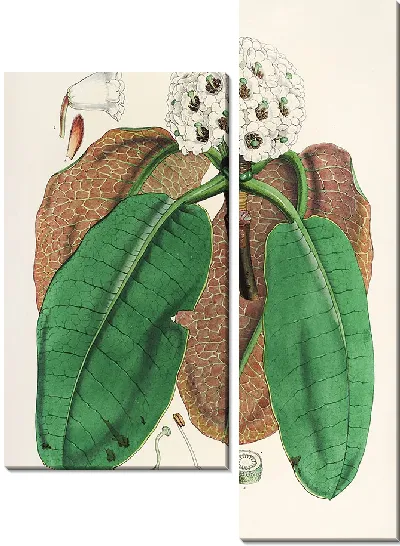 Картина Рододендроны Сиккима-Гималаев, табл. 10 (1849–1851 гг.)