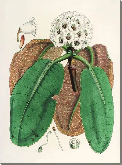 Картина Рододендроны Сиккима-Гималаев, табл. 10 (1849–1851 гг.)