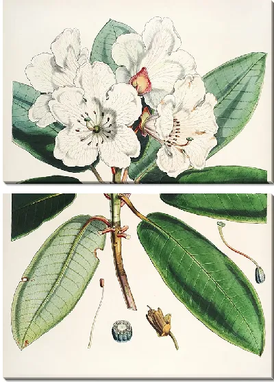 Картина Рододендроны Сиккима-Гималаев, табл. 09 (1849–1851 гг.)