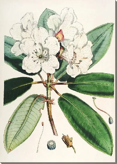 Картина Рододендроны Сиккима-Гималаев, табл. 09 (1849–1851 гг.)