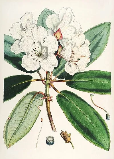 Картина Рододендроны Сиккима-Гималаев, табл. 09 (1849–1851 гг.)