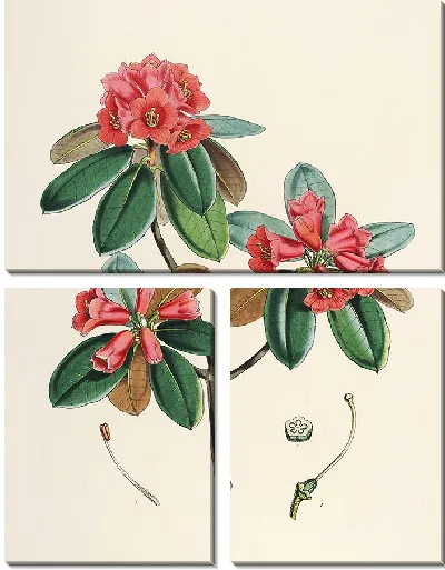 Картина Рододендроны Сикким-Гималаев, табл. 07 (1849–1851 гг.)