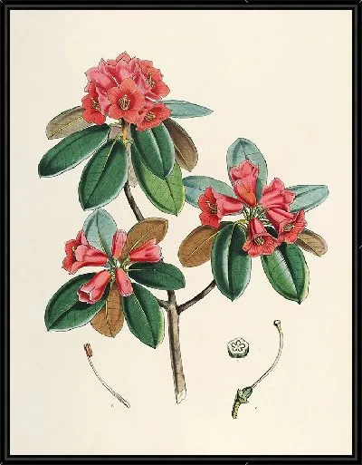 Картина Рододендроны Сикким-Гималаев, табл. 07 (1849–1851 гг.)